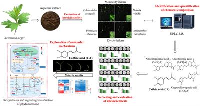 Caffeic Acid, an Allelochemical in Artemisia argyi, Inhibits Weed Growth via Suppression of Mitogen-Activated Protein Kinase Signaling Pathway and the Biosynthesis of Gibberellin and Phytoalexin